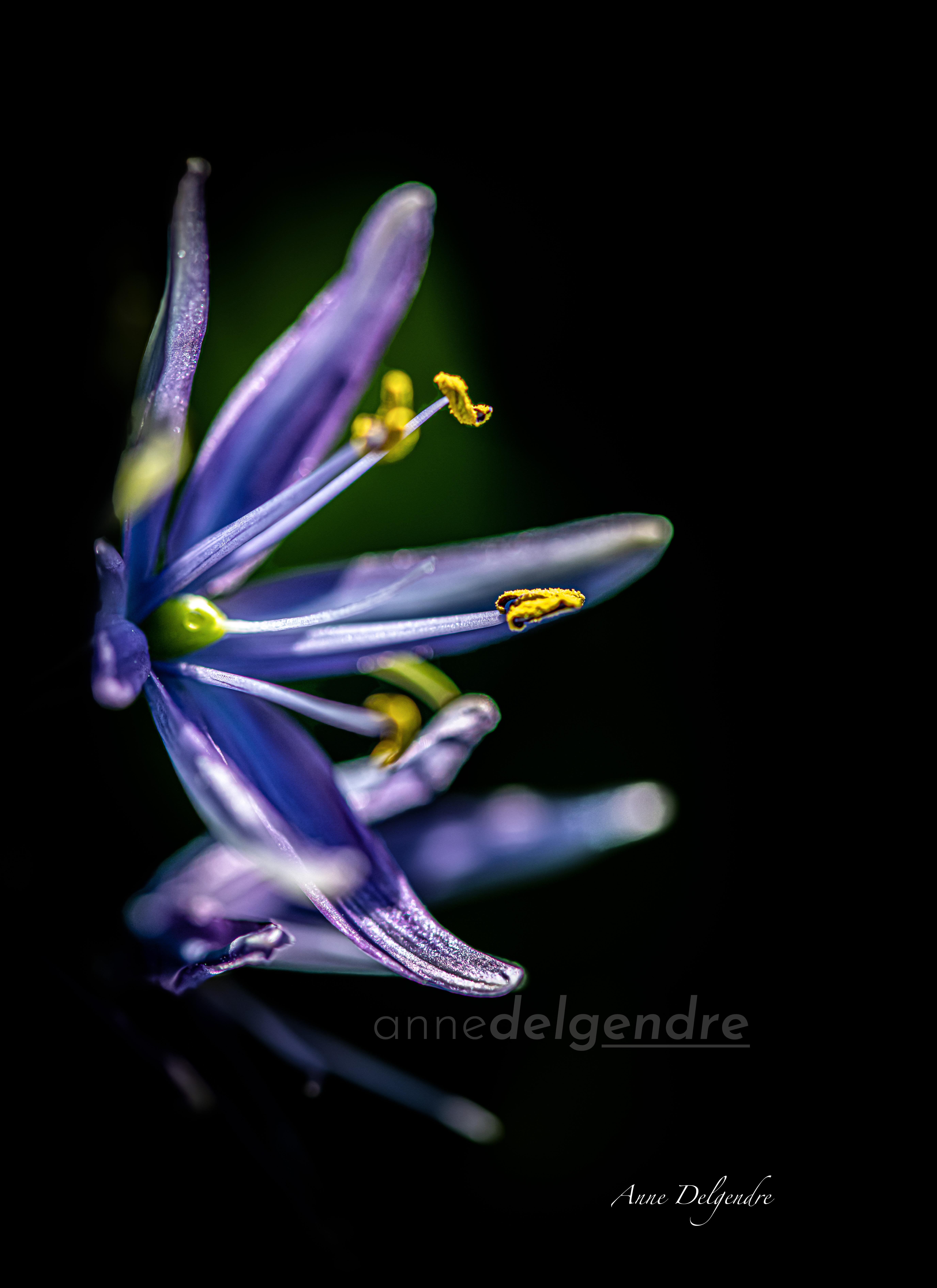 Fleur bleue 